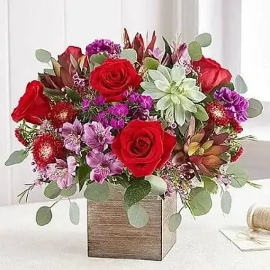 λουλούδια των χριστουγέννων