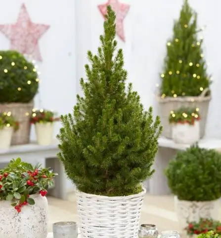 λουλούδια των χριστουγέννων