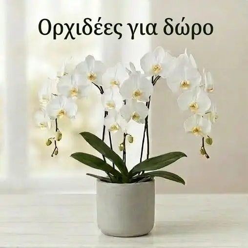 Πολυτελείς Ορχιδέες