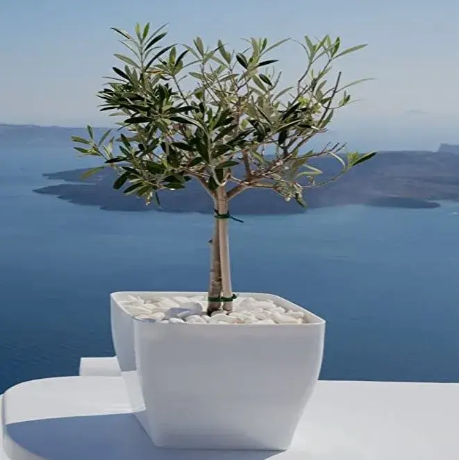 ΕΛΙΑ ΣΕ ΓΛΑΣΤΡΑ ΛΟΥΛΟΥΔΙΑ ΑΠΟΣΤΟΛΗ ΑΘΗΝΑ ΔΩΡΕΑΝ DELIVERY