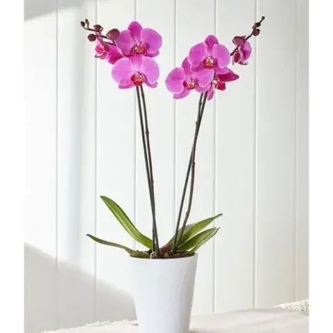 Αποστολή ορχιδέα Phalaenopsis Αθήνα δίριζη σε πολυτελή γλάστρα από το ανθοπωλείο 21Flowers